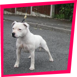 Desire Love du Tingshire, Sraffordshire Bull Terrier