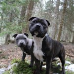 staffordshire (5)