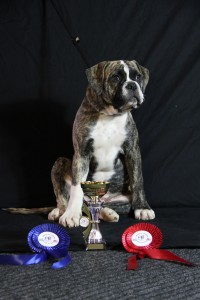 moon best bully femelle junior