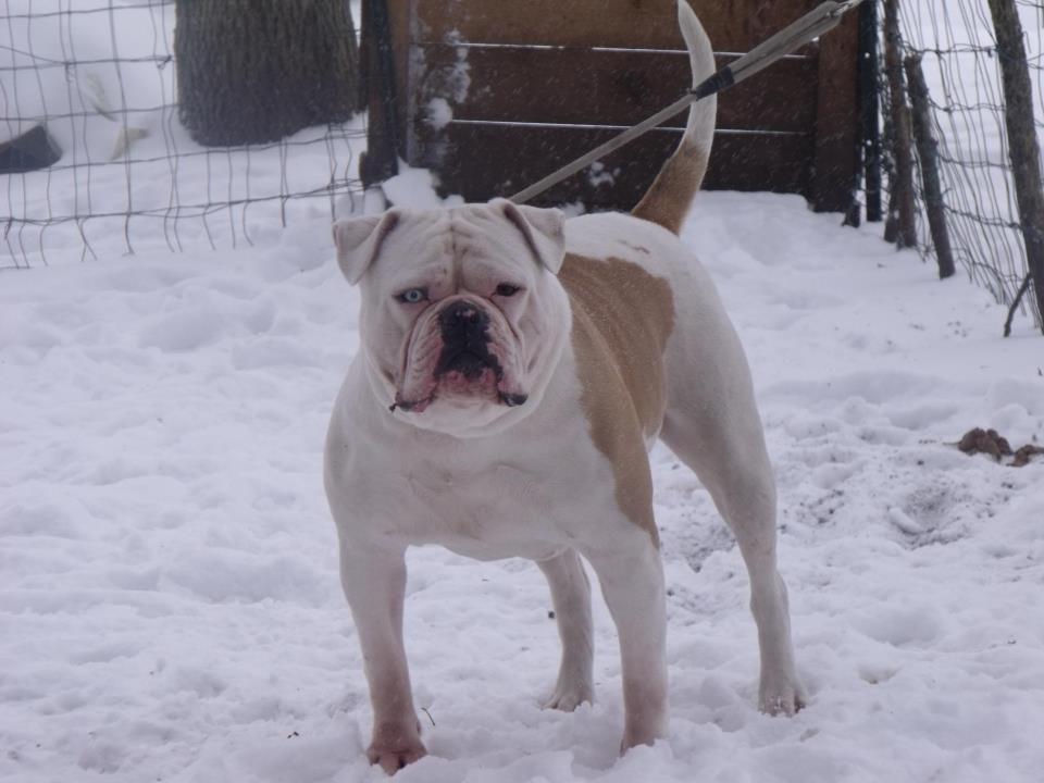 Dragon's Edna, Bouledogue Américain