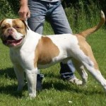 Megabull's Gorilla, Bulldog Américain
