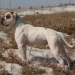 american bulldog Jacqu-o-vation