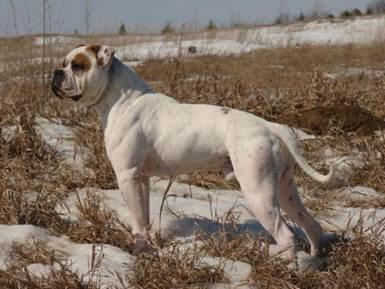 american bulldog Jacqu-o-vation