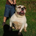 Andie : american bulldog