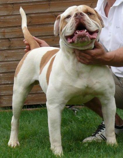 Thompson Ceasar : Bouledogue Américain mâle