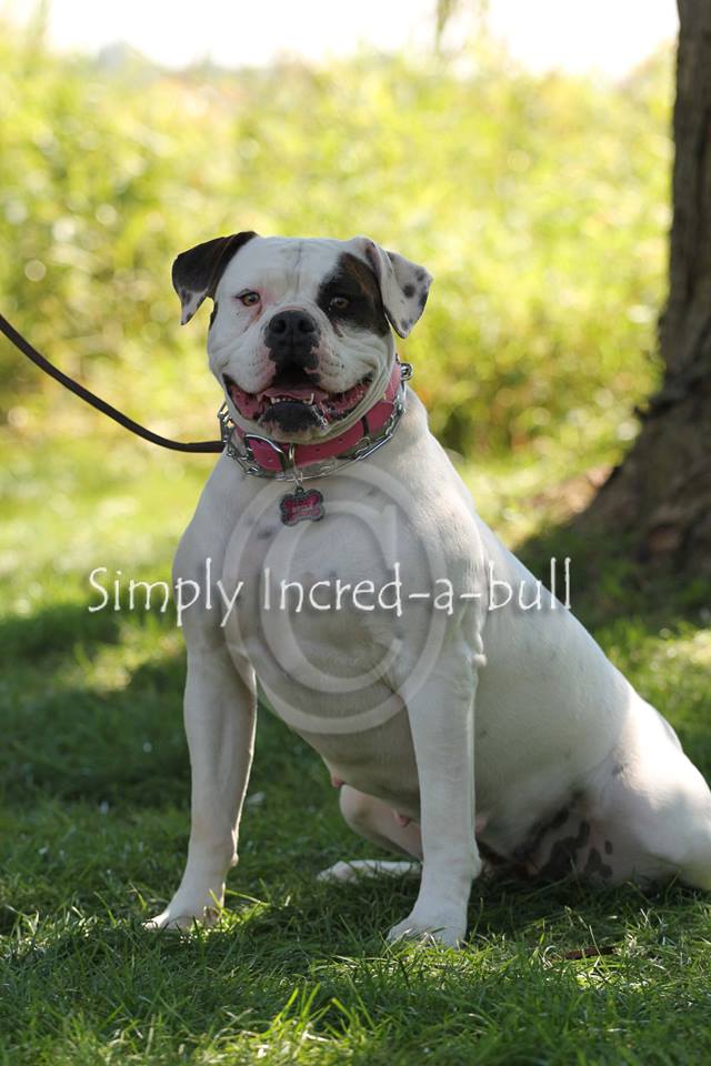 Razzle Dazzle - Maman Bull Am