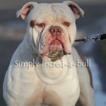 Despicable Me : Aerican Bulldog