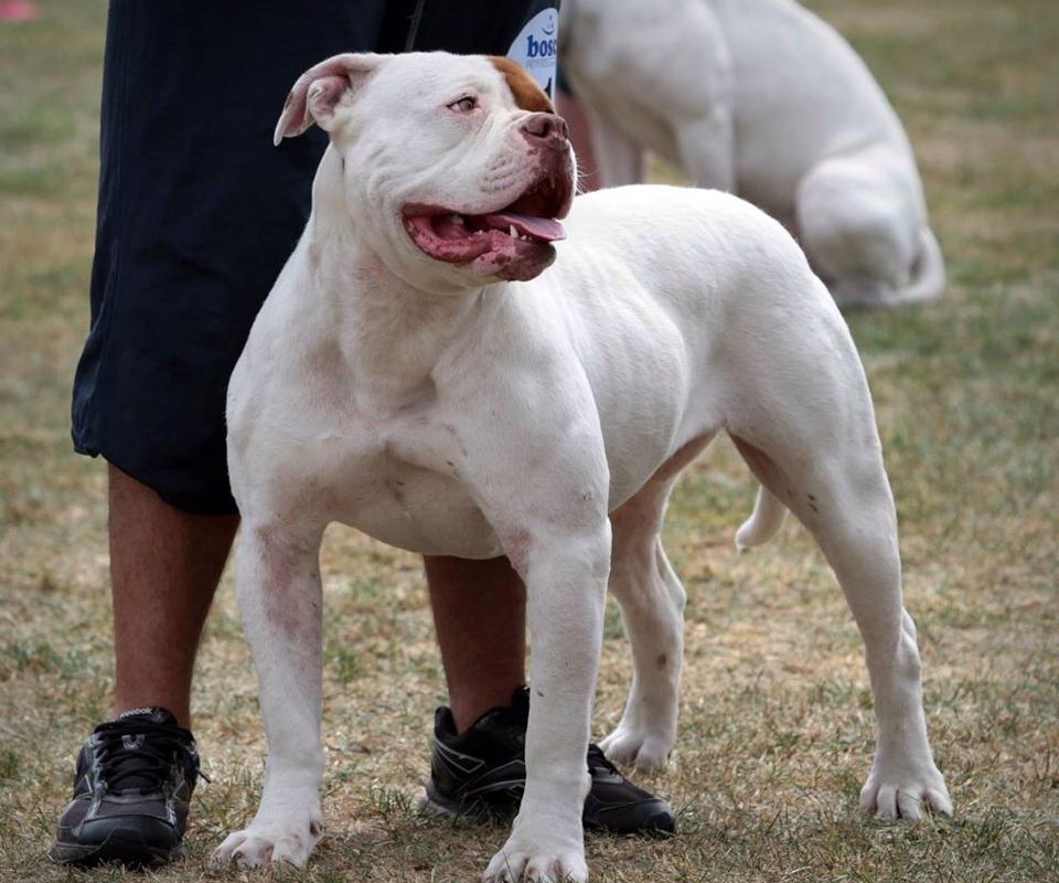 Maman de Kombo, Bulldog Américain