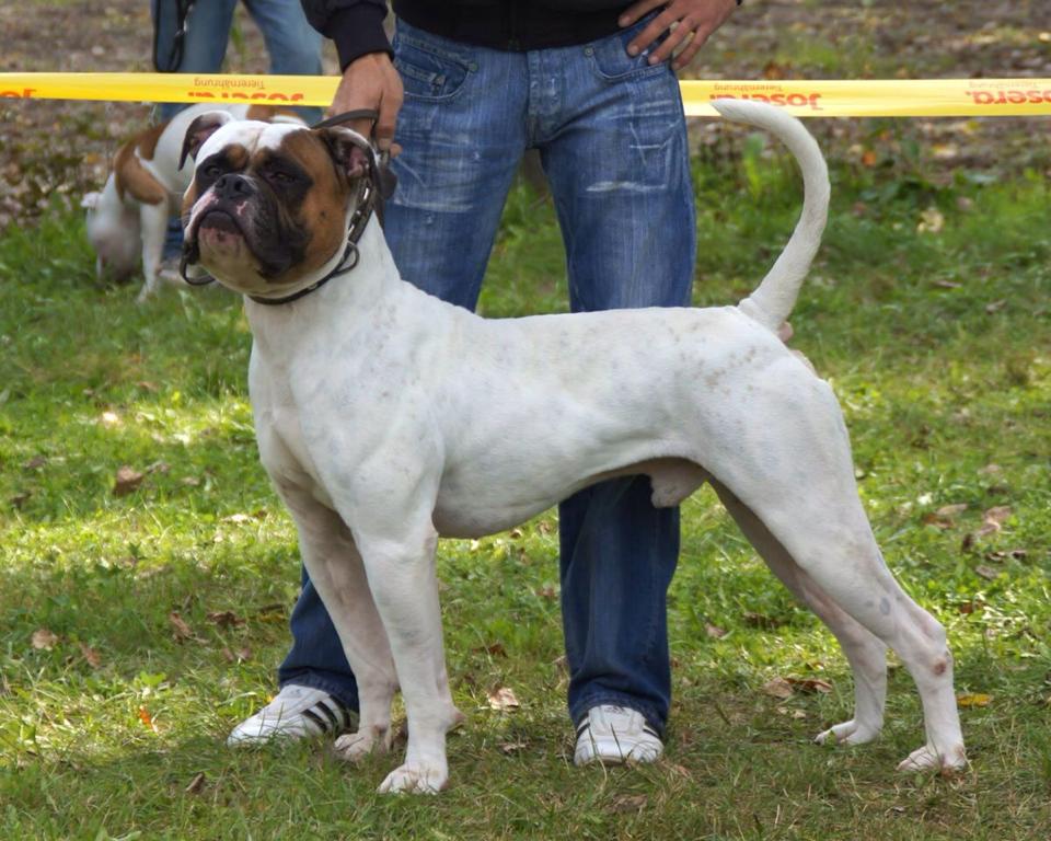 Papa de Kombo, Bouledogue Américain