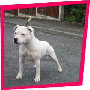 Desire Love du Tingshire, Sraffordshire Bull Terrier